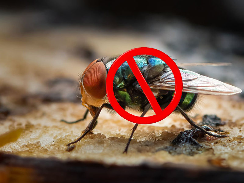 蒼蠅控制