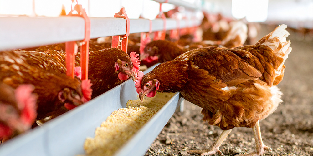 poultry