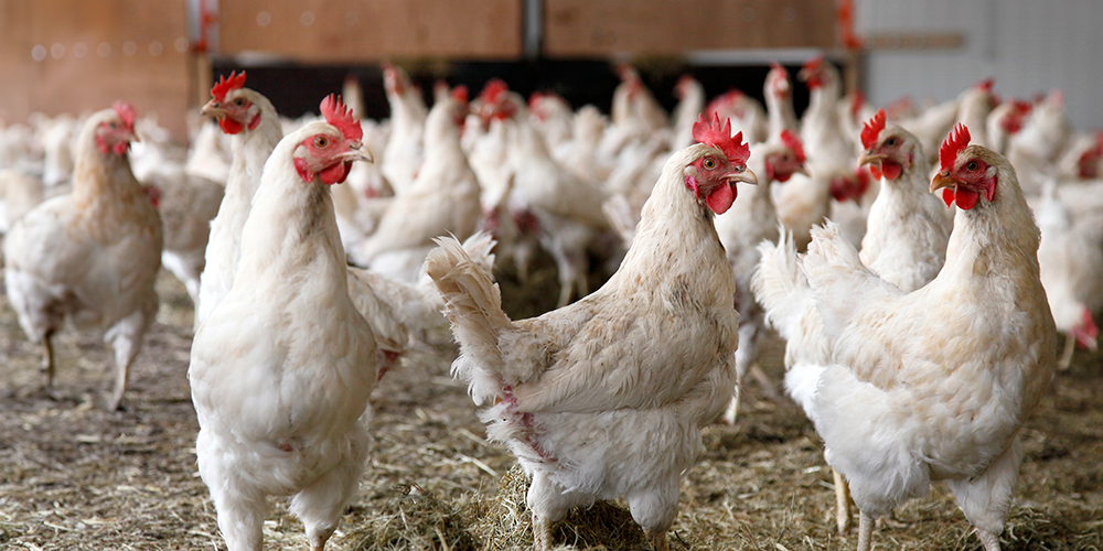 poultry